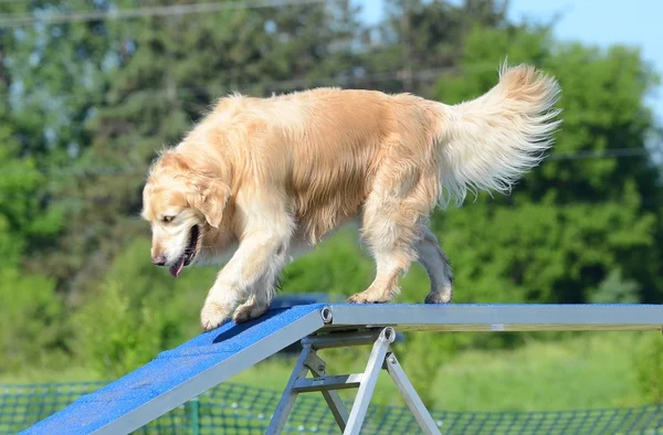 Golden Retriever en una prueba de agilidad para perros — Foto de Stock