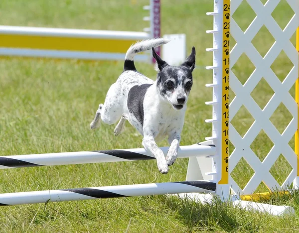 Szczur Terrier pies zwinność procesie — Zdjęcie stockowe