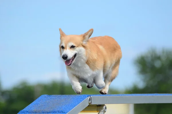 Pembroke Welch Corgi ที่การทดลองความคล่องแคล่วของสุนัข — ภาพถ่ายสต็อก