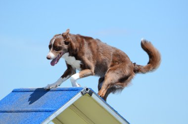 Bir köpek çeviklik duruşmada kenar kömür ocağı