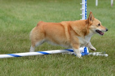 Pembroke Welch Corgi köpek çeviklik duruşmada