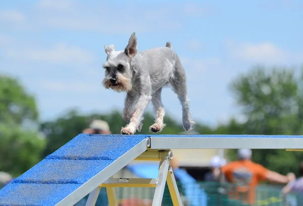 Schnauzer em miniatura no Dog Agility Trial — Fotografia de Stock