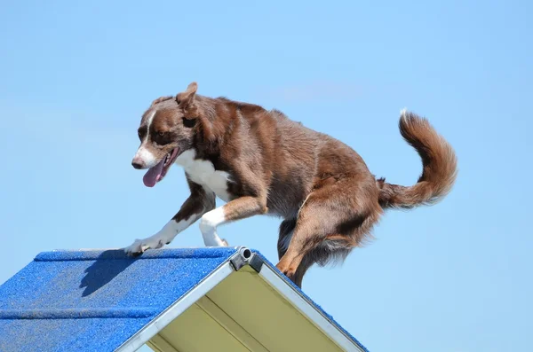Határ skót juhászkutya, kutya Agility tárgyaláson — Stock Fotó