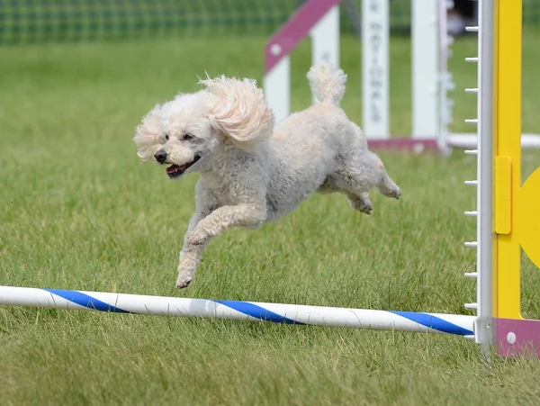 Toy pudel på en hund Agility rättegång — Stockfoto