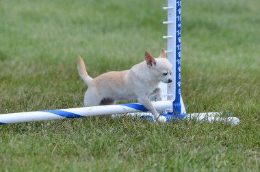 Kısa saçlı Chihuahua köpek çeviklik duruşmada