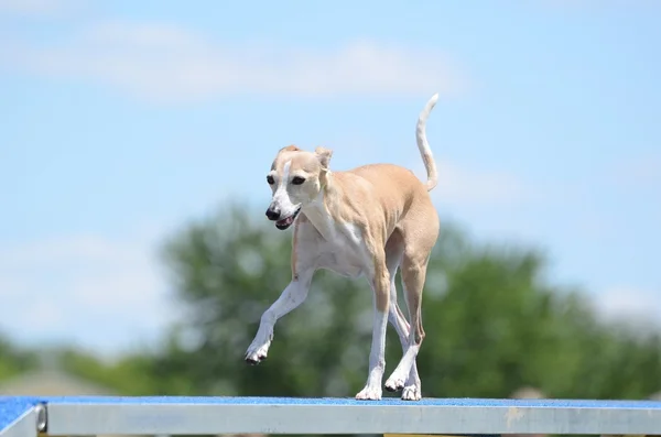 Greyhound italiano no Dog Agility Trial — Fotografia de Stock