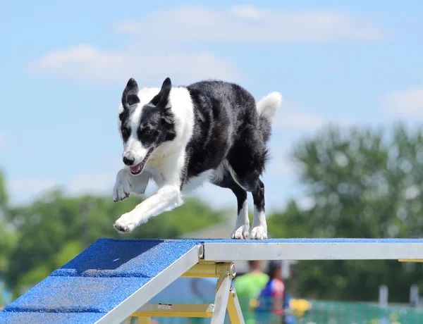 Határ skót juhászkutya, kutya Agility tárgyaláson — Stock Fotó