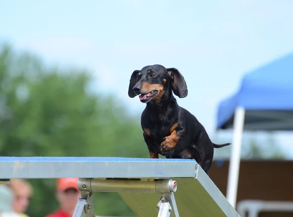 Dachshund em um Dog Agility Trial — Fotografia de Stock