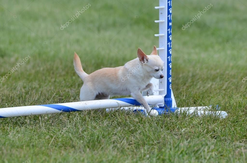 Agility Championship Chihuahua Agility Jumping Chihuahua — Stock
