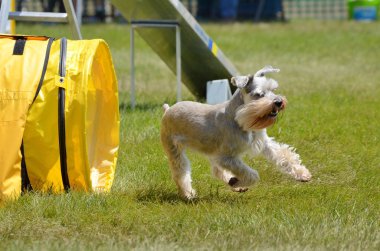 Minyatür Schnauzer köpek çeviklik duruşmada