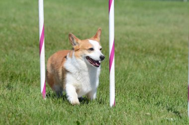 Pembroke Welch Corgi köpek çeviklik duruşmada