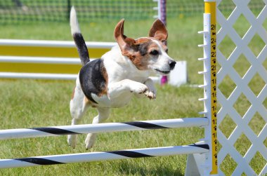 Beagle köpek çeviklik deneme