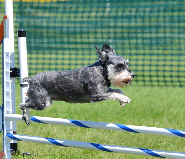 Schnauzer em miniatura no Dog Agility Trial — Fotografia de Stock