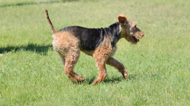 Welsh korkunç çalışan