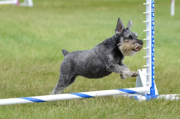 Schnauzer in miniatura al Dog Agility Trial — Foto Stock