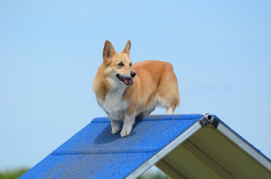 Pembroke welsh corgi köpek çeviklik deneme