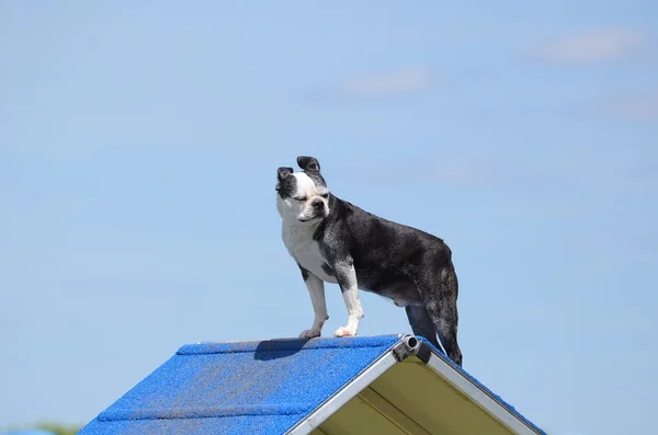 Boston Terrier en el Dog Agility Trial — Foto de Stock