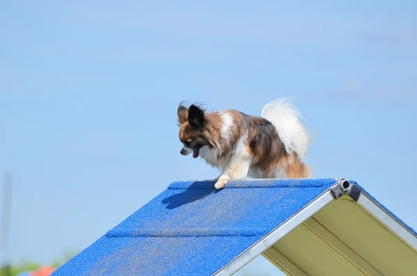 Papillon at a Dog Agility Trial — Stock Photo, Image