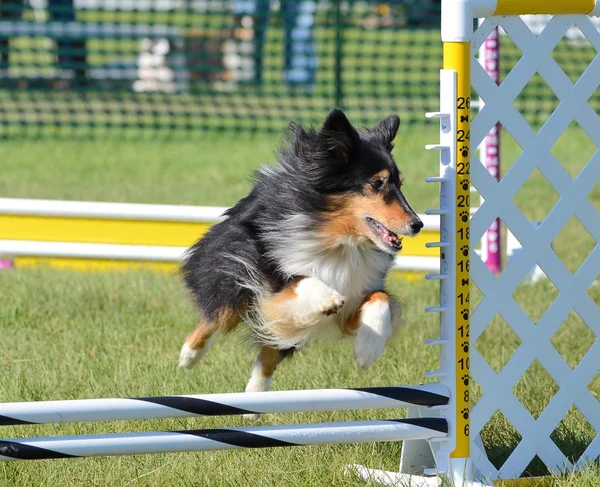 Owczarek Szetlandzki (Sheltie) w pies zwinność Trial — Zdjęcie stockowe