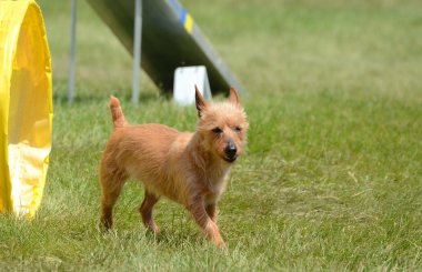 Avustralyalı korkunç bir köpek çeviklik duruşmada