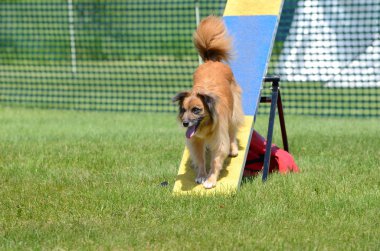Pyrenean çoban köpek çeviklik duruşmada