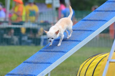 Kısa saçlı Chihuahua köpek çeviklik duruşmada