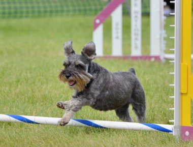 Minyatür Schnauzer köpek çeviklik duruşmada