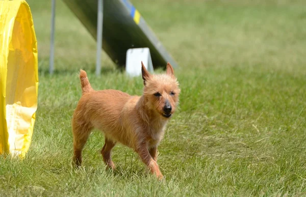 Australian Terrier at a Dog Agility Trial — Stock Photo, Image