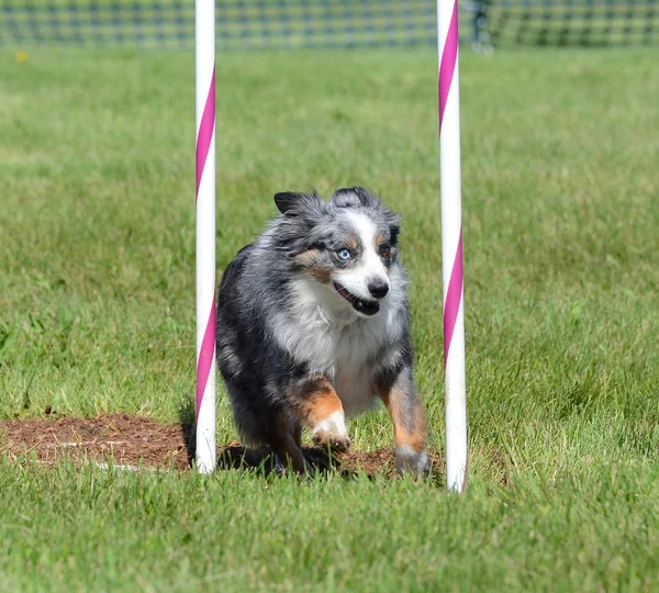 Berger américain miniature (anciennement australien) lors d'un essai d'agilité pour chien — Photo