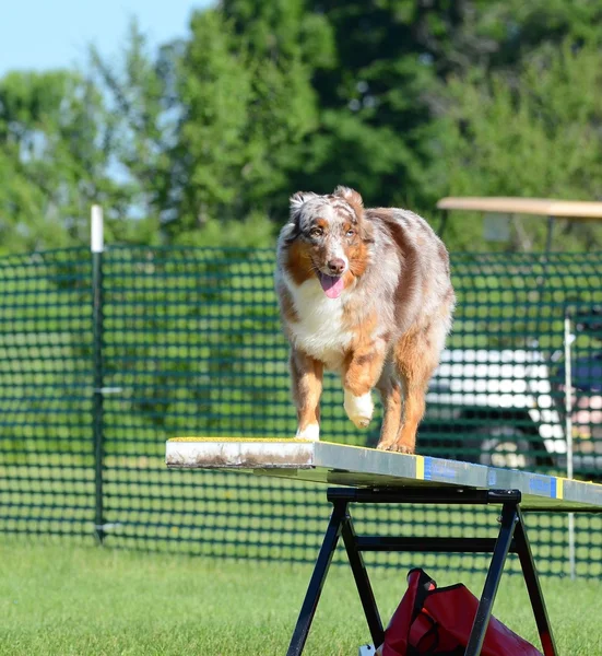 Owczarek australijski (Aussie) w pies zwinność Trial — Zdjęcie stockowe