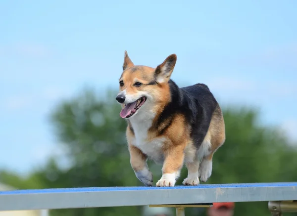 Pembroke Welsh Corgi en una prueba de agilidad para perros — Foto de Stock