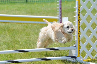 Amerikan Cocker Spaniel köpek çeviklik duruşmada