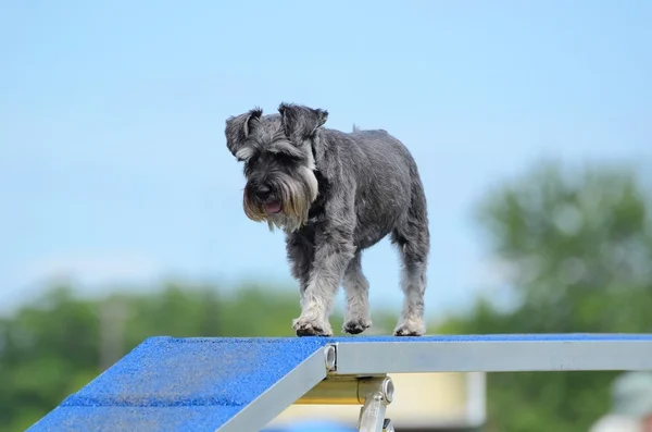 Schnauzer em miniatura no Dog Agility Trial — Fotografia de Stock