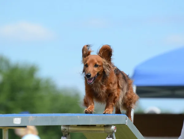 Tacskó kutya Agility tárgyaláson — Stock Fotó