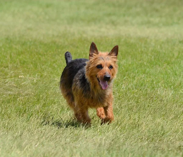 Αυστραλίας Terrier τρέξιμο — Φωτογραφία Αρχείου