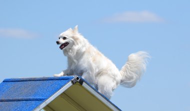 American Eskimo Dog at Dog Agility Trial clipart