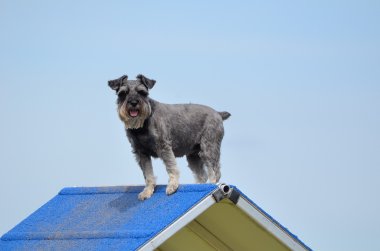 Minyatür Schnauzer köpek çeviklik duruşmada
