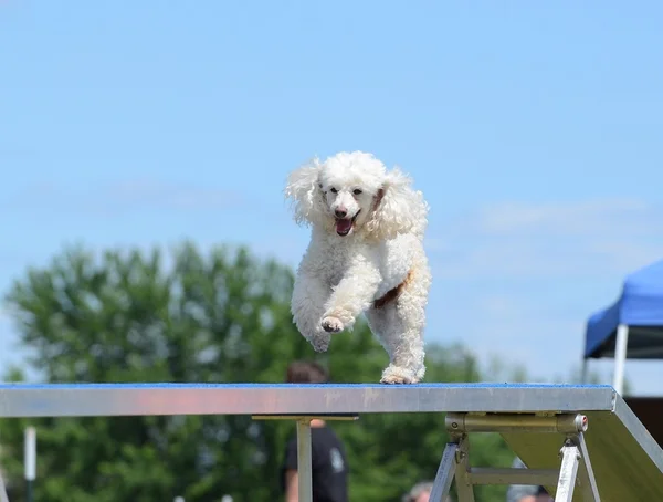 Poodle miniatura en una prueba de agilidad del perro — Foto de Stock