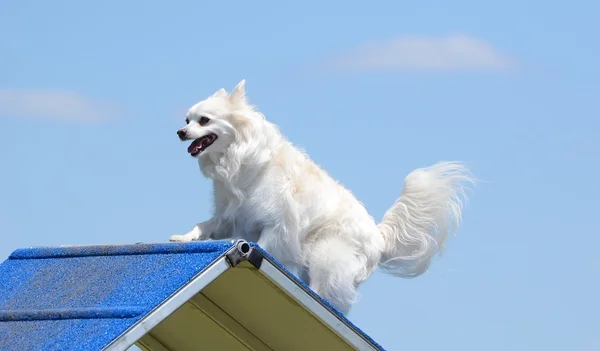 American Eskimo Dog no Dog Agility Trial — Fotografia de Stock