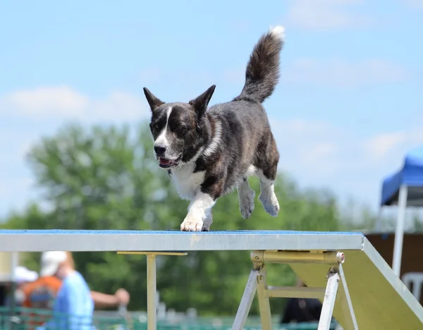 Pembroke Welsh Corgi em um ensaio de agilidade para cães — Fotografia de Stock