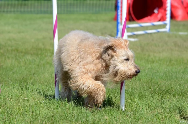 Ierse Softcoated Wheaten terriër op een hond Agility proces — Stockfoto