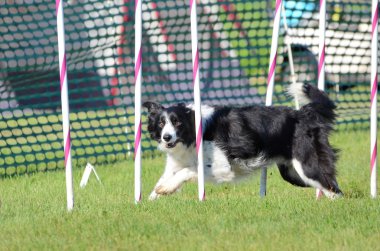 Bir köpek çeviklik duruşmada kenar kömür ocağı