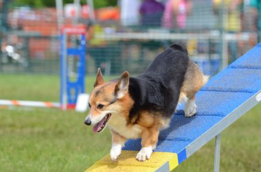 Pembroke welsh corgi köpek çeviklik deneme