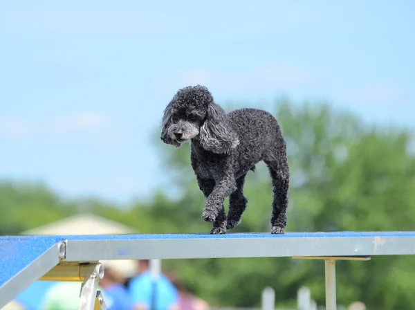 Giocattolo cagnolino a un cane agilità di prova — Foto Stock