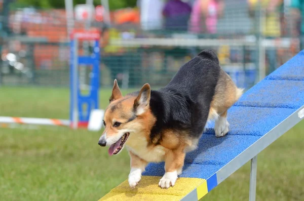 Pembroke welsh corgi köpek çeviklik deneme — Stok fotoğraf