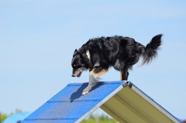 Karışık-Breed köpek çeviklik duruşmada