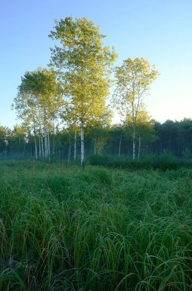 Luz de la madrugada sobre los árboles de Aspen en el prado — Foto de Stock