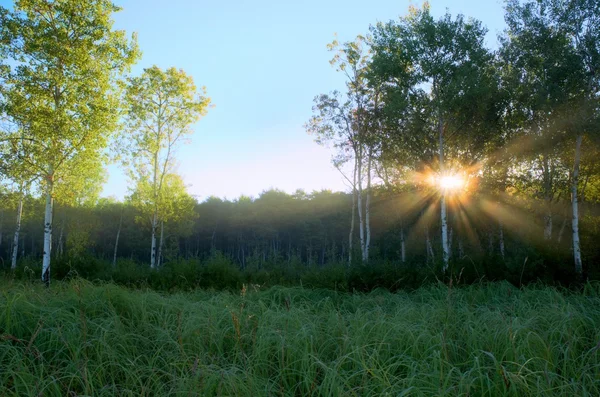 Rayons de soleil dramatiques dans la prairie de peuplier faux-tremble Photos De Stock Libres De Droits