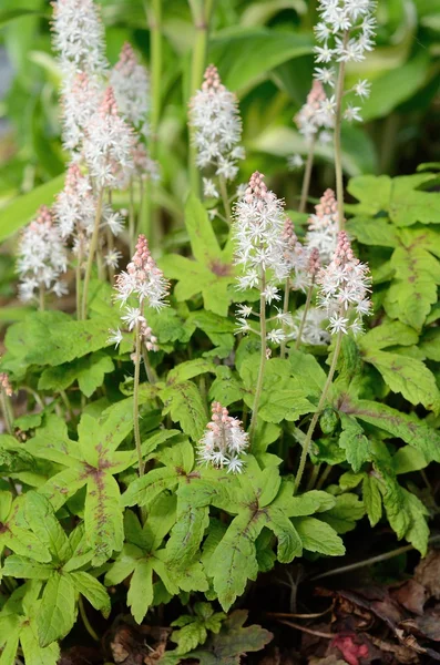 Foamflower (Tiarella) 꽃 스톡 사진