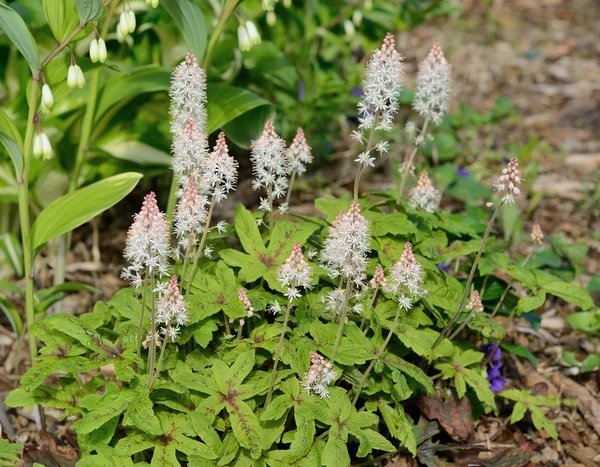 Foamflower (Tiarella) 꽃 스톡 사진